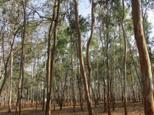 Eukalyptus Wald