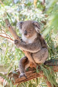 Koala Bär im Zitronen-Eukalyptus