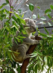 Bild von Koala